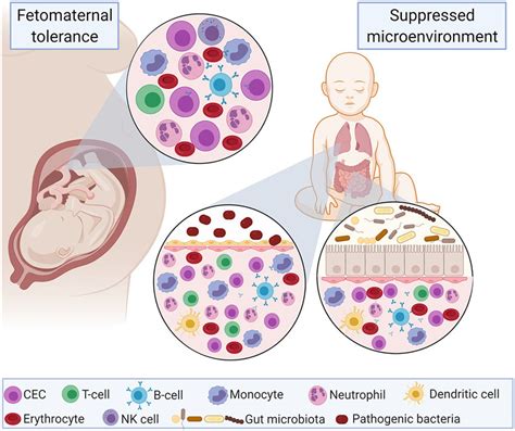 Erythroid Progenitor Cells Cecs Regulate The Immune System In