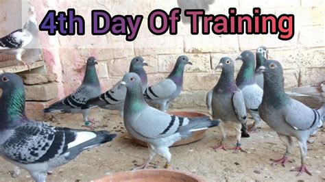 Th Day Of Racing Pigeon Training Racing Pigeons Racer Pigeon