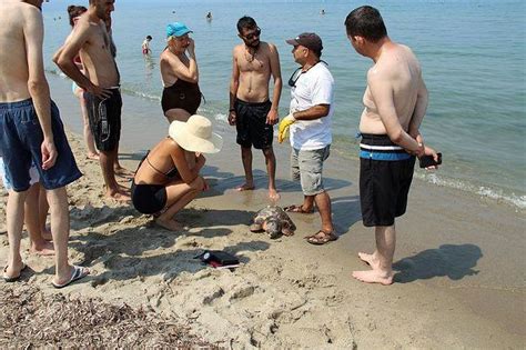 CARETTA CARETTA SAHİLE VURDU Yaşam Haberleri