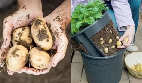 Como Plantar Batatas No Balde Aprenda Essa T Cnica