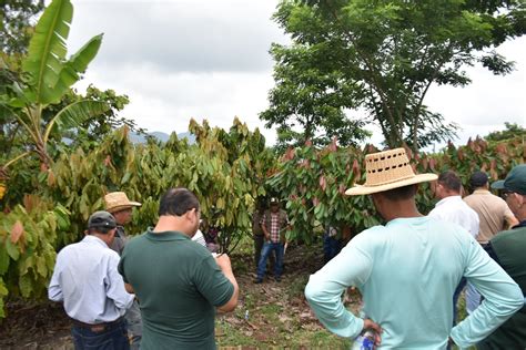 Ruta Hacia El Incremento De Productividad De Cacao En Honduras