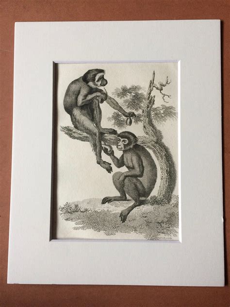 1800 Pygmy Ape and Alpinus Ape Original Antique Engraving - Zoology - Natural History - Primate ...