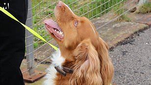 Man Caught Having Sex With Cow Metro Video