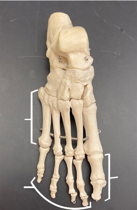 Feet Diagram Diagram Quizlet