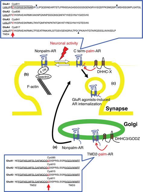 Post‐translational Palmitoylation Of Ionotropic Glutamate Receptors In