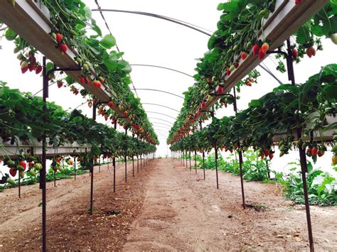 Клубничные теплицы - Fullspoon.ru