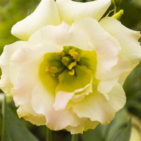 Lisianthus Eustoma Russellianum Magic Champagne Garden Org