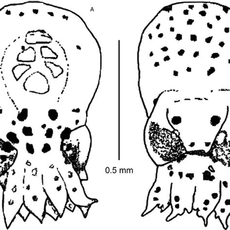 Octopus hubbsorum . Living embryos at different stages of embryonic ...