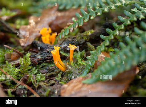 Yellow Stagshorn Calocera Viscosa Is A Jelly Fungus A Member Of The