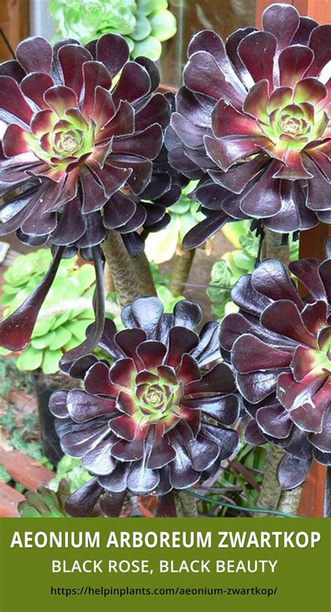 How To Grow And Care For Aeonium Arboreum Zwartkop Succulent Species In 2020 Planting