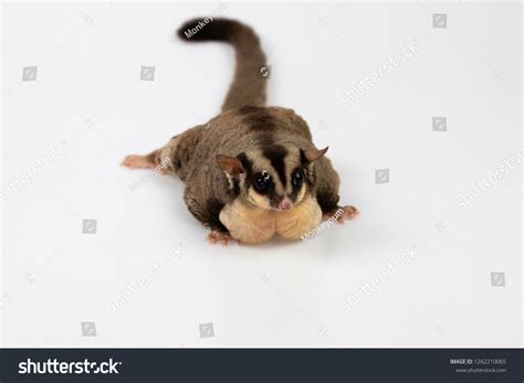 Fat Sugar Glider On White Background Stock Photo 1262210065 | Shutterstock