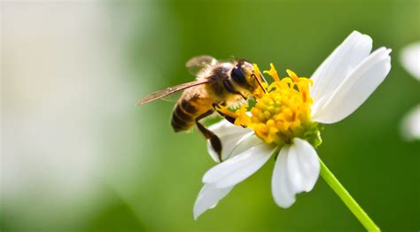 C Mo De Importantes Son Las Abejas Para El Medio Ambiente