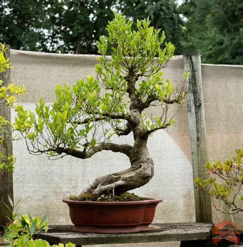 Chinese Hackberry Bonsai Celtis Sinensis Easy Care Techniques