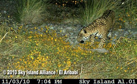 In Arizona, Rare Sightings Of Ocelots and Jaguars - The New York Times