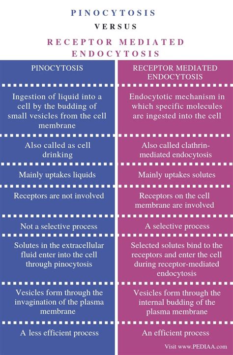 What Is The Difference Between Pinocytosis And Receptor Mediated Endocytosis Pediaacom