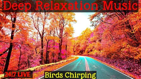 Deep Relaxation Music Hours Live Stream Meditation Music Calm