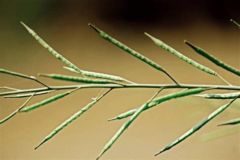 Growing Mustard Seed: How To Plant Mustard Seeds | Gardening Know How