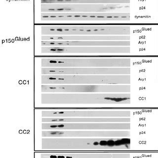 Effects Of Dynactin Subunit Overexpression On Microtubule Organization