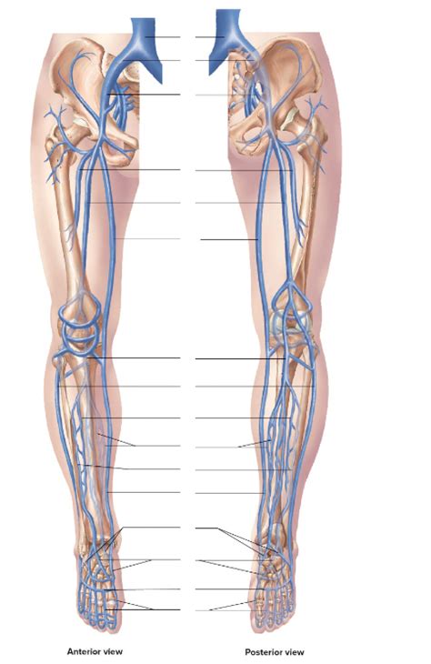 Veins Of The Lower Limb Diagram Quizlet