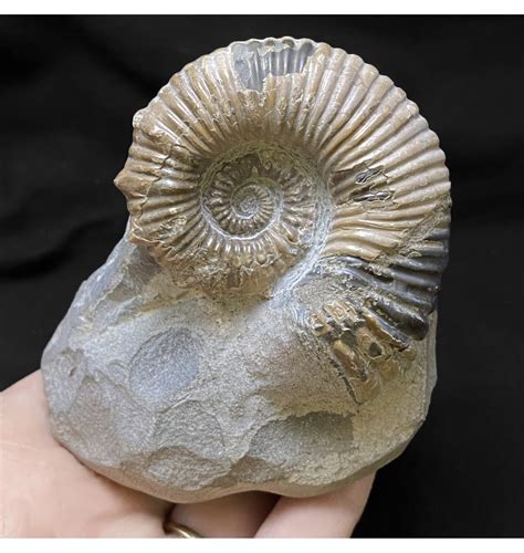 Fossils For Sale | Fossils-UK.com | Early Cretaceous Heteromorphic ... 