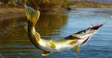 Featured | European Fishing Tackle Trade Association