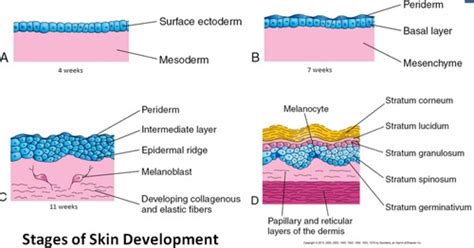 Development of the Integumentary System Flashcards | Quizlet 