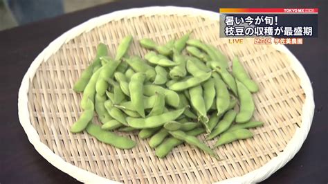 今が旬！枝豆の収穫が最盛期 東京・足立区 Youtube