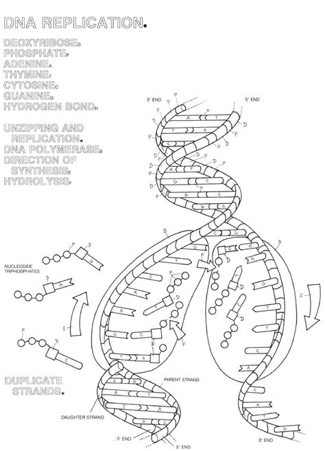 Dna Evidence Worksheet Science Spot