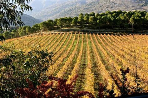 LEBANON, WEST BEKAA, WINE COUNTRY, KEFRAYA VINEYARDS | Wine tourism ...