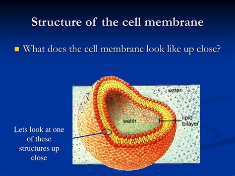 What Does A Animal Cell Membrane Look Like How Is Cell Membrane Is