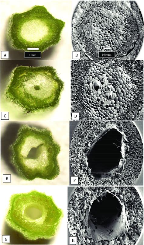 The Extent Of Development Of The Central Pith Tissues In Cannabis Stem Download Scientific