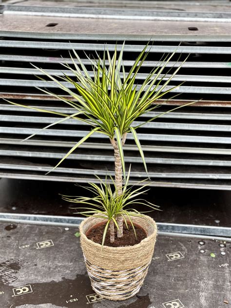 Dracaena Marginata Sunray Dracena Jungle Boogie