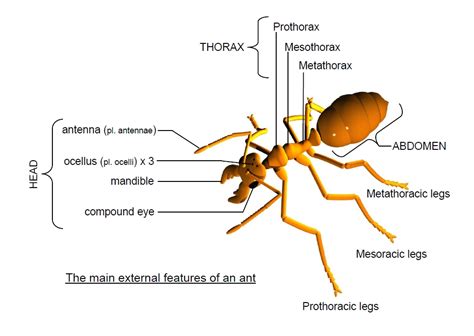 Insects