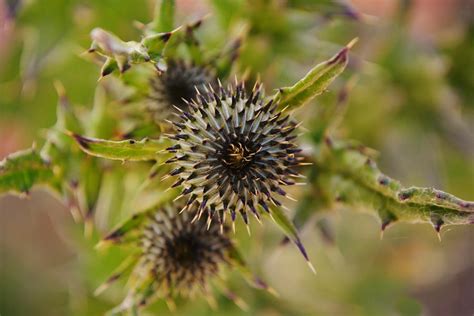 Macro Thorn Wild Weed Flower Bud Photograph By Gaby Ethington Pixels