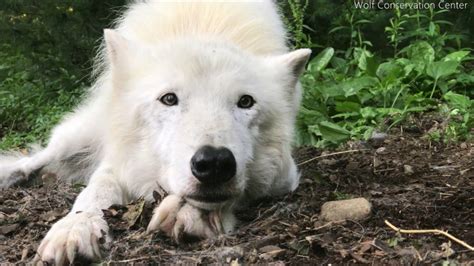 Deep Thoughts with Ambassador Wolf Atka - YouTube