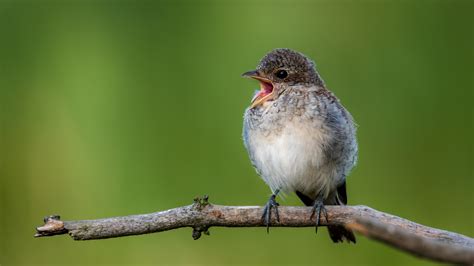 Close Up Photography Of Bird Perched At Tree Branch Hd Wallpaper