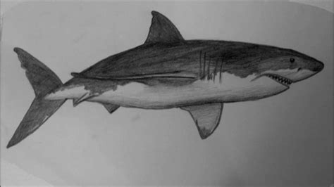 How To Draw A White Shark Hd Youtube