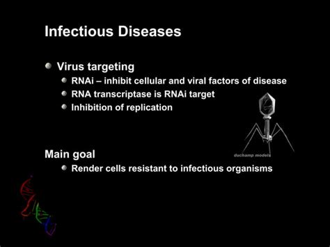 Rna Interfernce Ppt Ppt