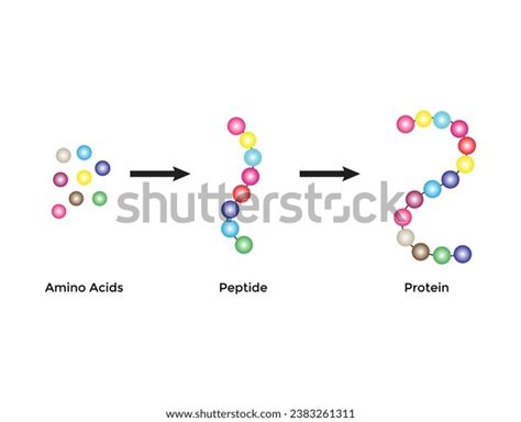 Scientific Designing Biochemical Structure Amino Acids Stock Vector ... 