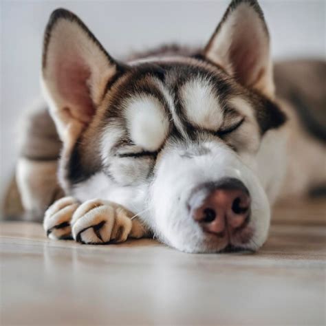 Cachorros simpáticos de husky siberiano durmiendo en un fondo blanco