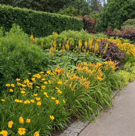 5 Tips For Growing Daylilies Longfield Gardens