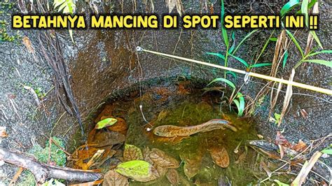 24 JAM MANCING DAPET BANYAK JACPOT IKAN UNIK Mancing Channa Limbata