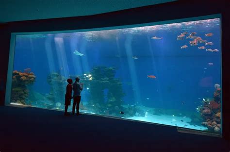 Coral World Underwater Observatory aquarium in Eilat Israel – Stock ...