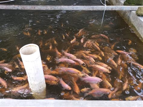 BIOFLOK IKAN NILA PENGALAMAN PRIBADI BENIH IKAN NILA BIOFLOK