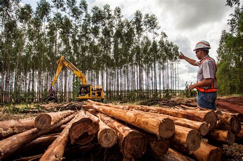 Suzano Est Tr S Processos Seletivos Abertos Para Atender Suas