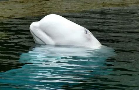 Beluga Whale - Description, Habitat, Image, Diet, and Interesting Facts