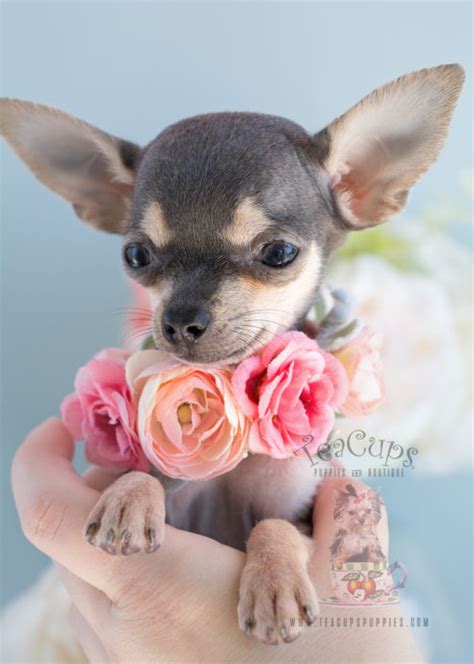 Teacup Chihuahuas And Chihuahua Puppies For Sale By Teacups Puppies