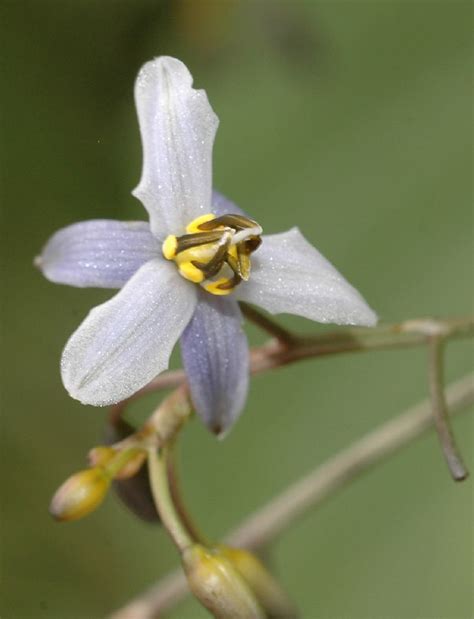 Dianella Tasmanica Asphodelaceae Image 182782 At PhytoImages Siu Edu