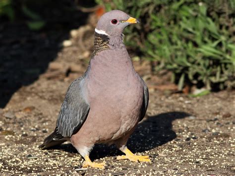 Band-tailed Pigeon - eBird