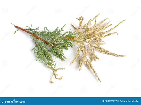 Tamarix or Tamarisk, Salt Cedar Isolated on White Stock Image - Image ...